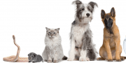 Groep huisdieren, slang, hond, kat, goudvis, kikker, konijn, papegaai, hamster, pup
