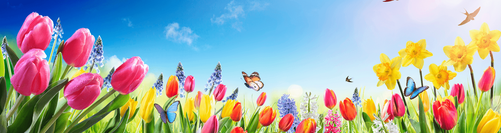 Lente bloemen, tulpen en narcissen in een bloemenveld